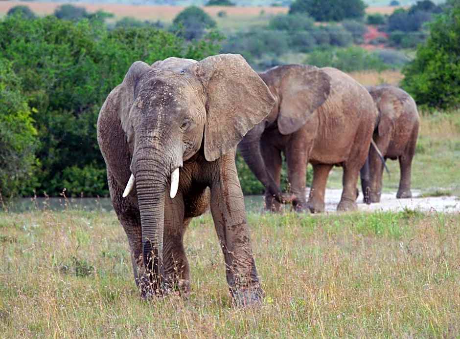 Leeuwenbosch Country House - Amakhala Game Reserve