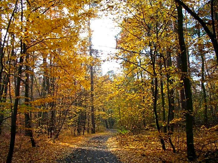 Hotel Zakątek Leśny