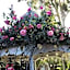 Kaleidoscope Inn & Gardens
