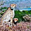 Kwandwe Private Game Reserve - Uplands Homestead