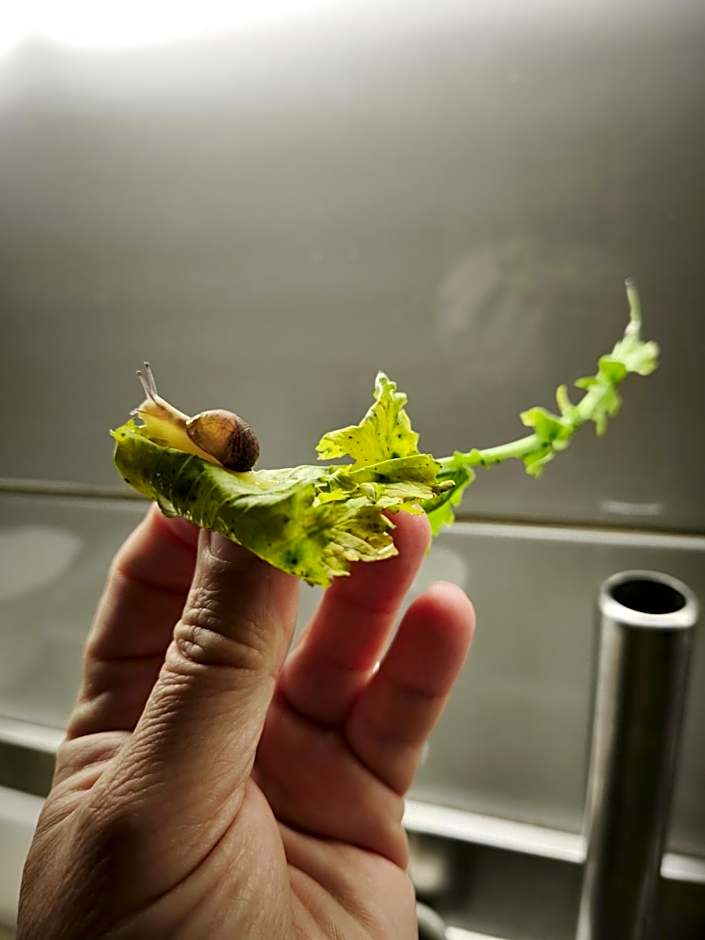 Hotel e Residence Il Faro Acciaroli