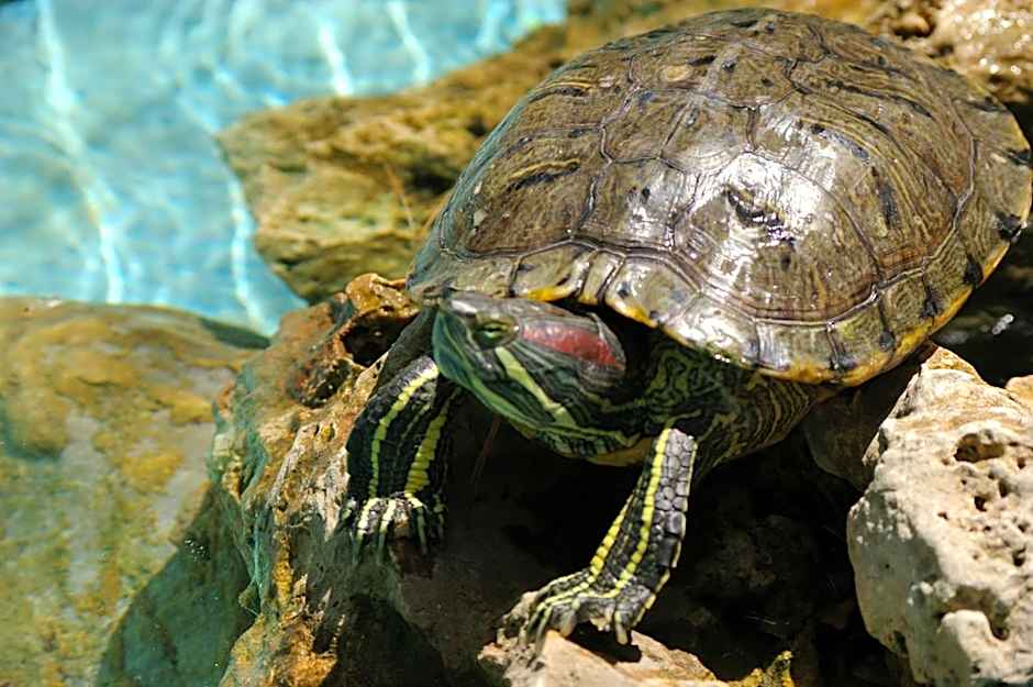 Riva dei Greci Camping Village