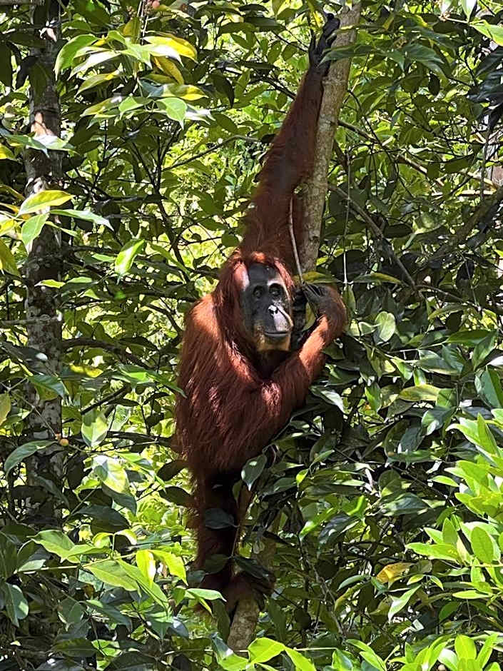 Asim Paris Guesthouse & jungle trekking
