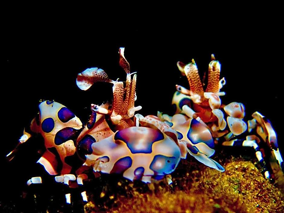 PamAnilao and Padoy's Dive Camp
