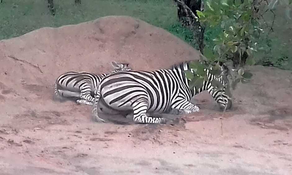 Nanisto Bush Lodge