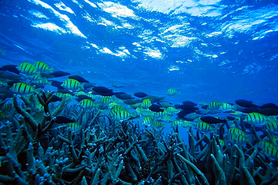 Mackerel Islands