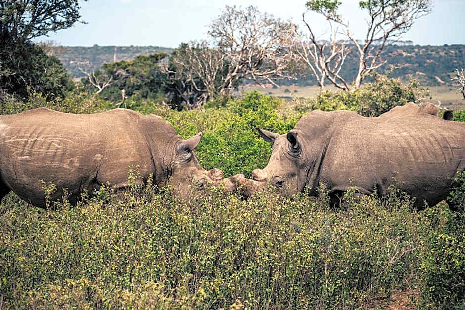 Sibuya Game Reserve and Lodge