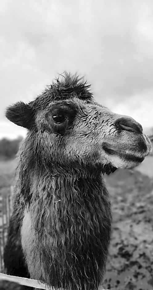 Luxe Finse Kota met Jacuzzi en SaunaBarrel de Zandhoef