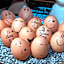 ALPENHOTEL TYROL - B&B - ADULTS ONLY - Alpines Lifestylehotel mit NaturSPA & Wellness