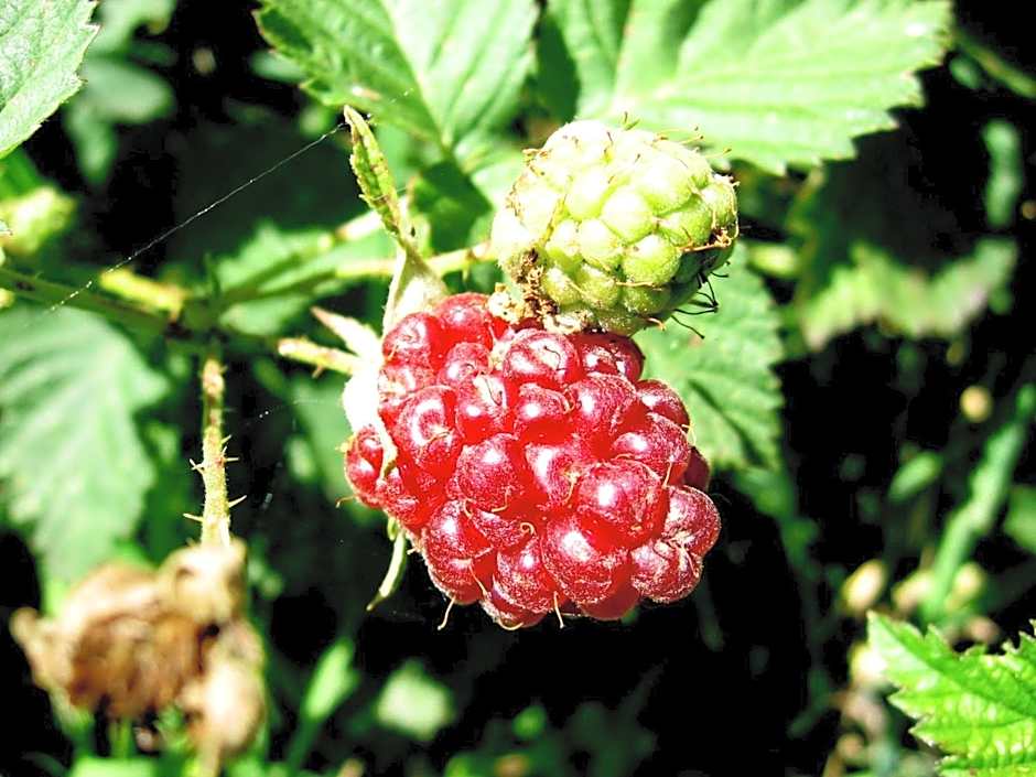 Bowral Road Art Gallery Bed and Breakfast