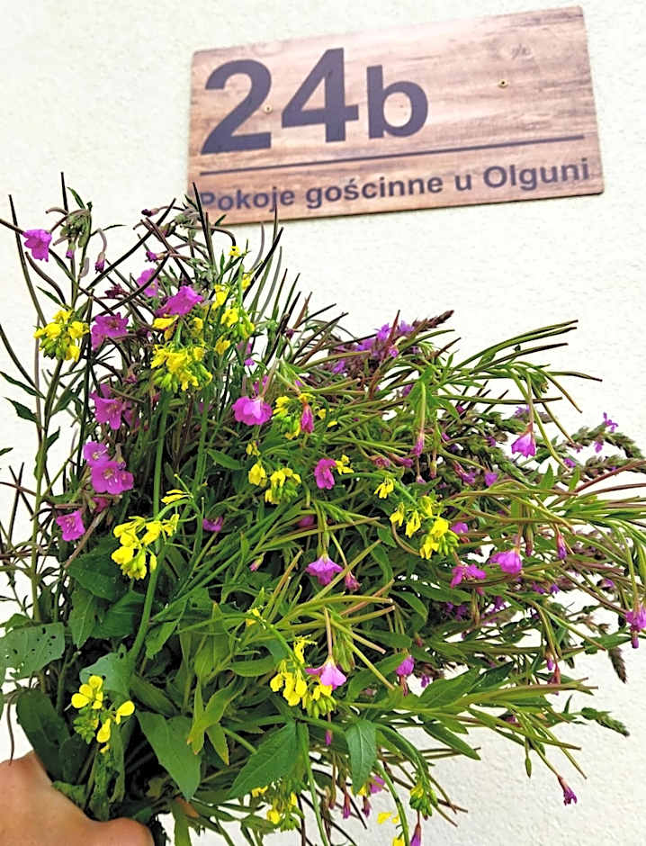 Pokoje goscinne u Olguni