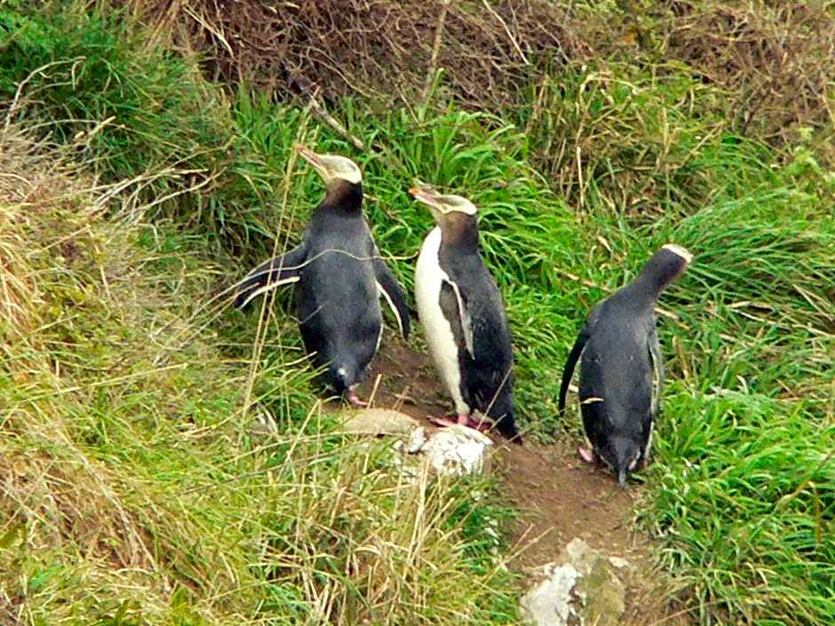 Surat Bay Lodge by the Sea/Backpackers Hostel