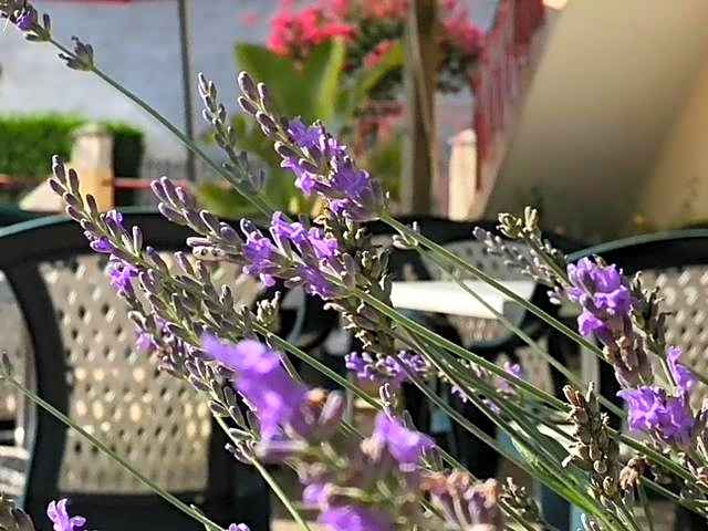 L' Auberge Campagnarde, Lourdes