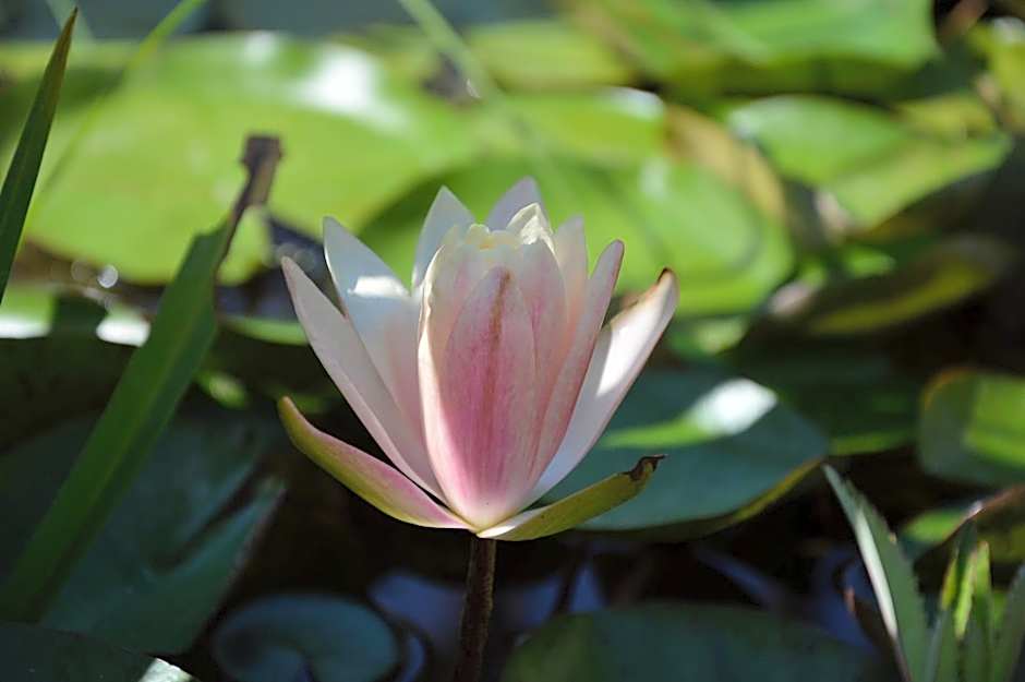 Villa Olivia Residence Ischia - Monolocali e Bilocali nel Verde con Piscine e Vista Mare