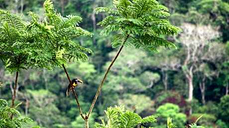 Native Heart Amazon Lodge