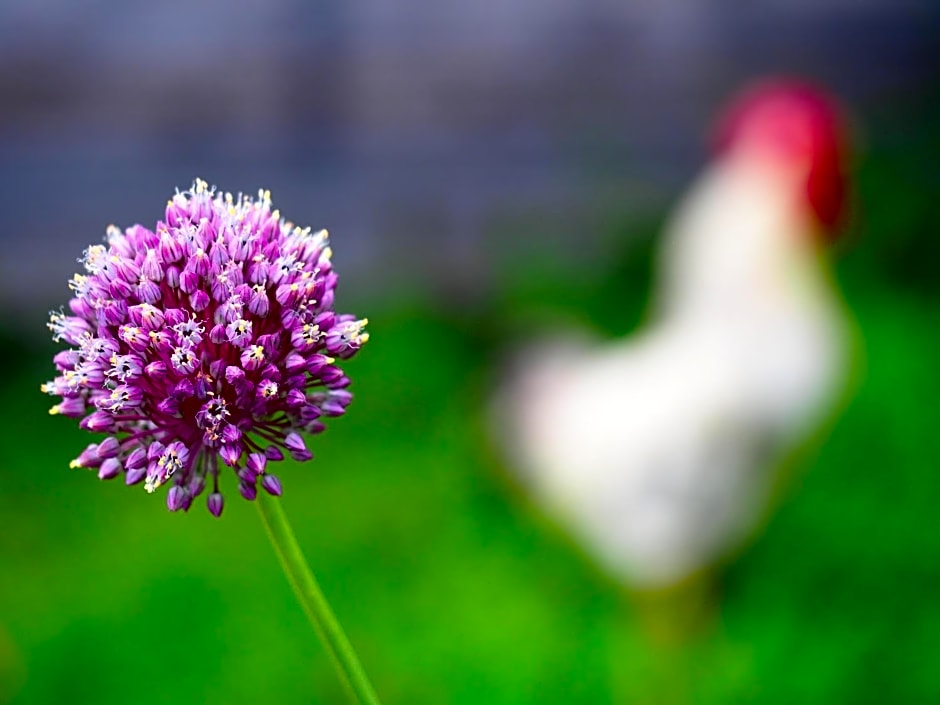 Il Giardino Di Rosmarino