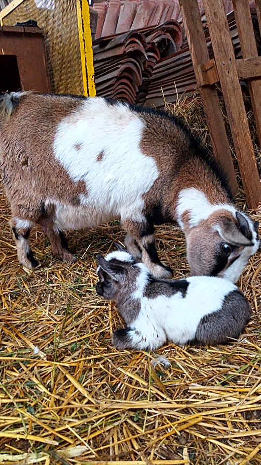 L'Adele Bed & Breakfast