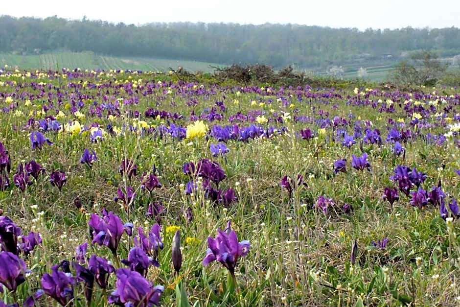 Turmhof Breitenbrunn