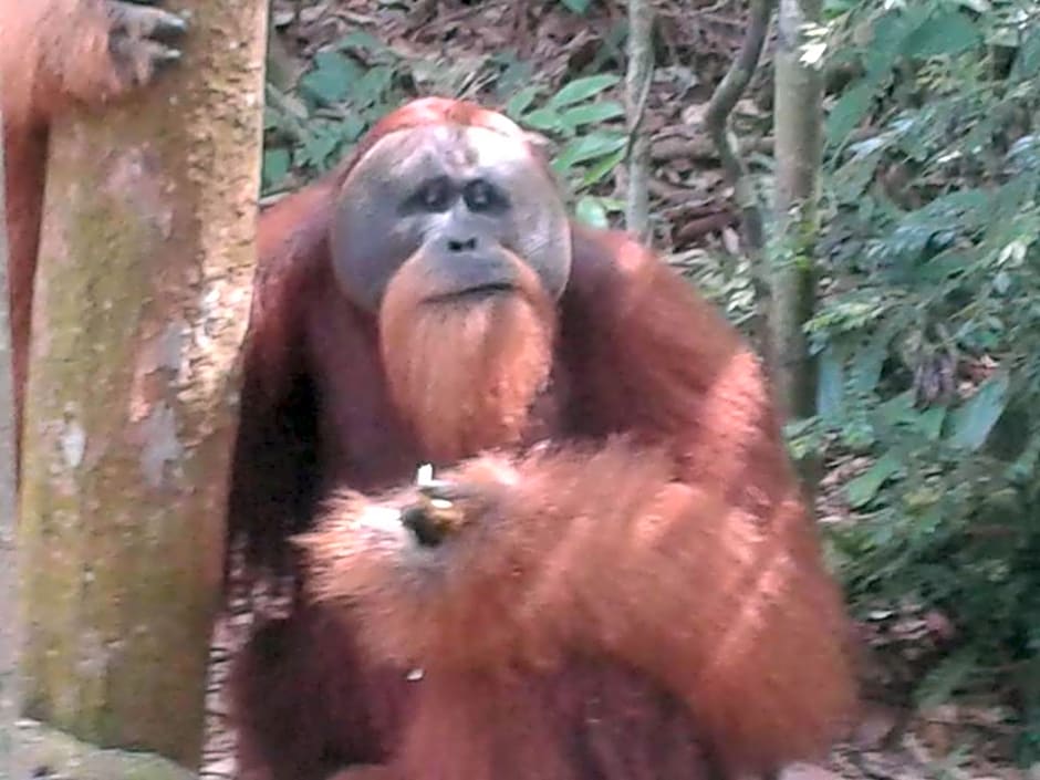 ORANGUTANTREKSUMATRA & LOVELY JUNGLE LODGE only book IF you are treking with us