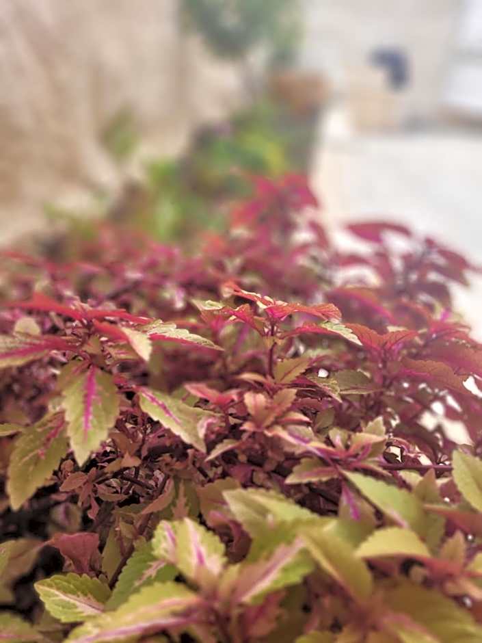 Maya Guest House - German Colony & Baháí Gardens, Haifa