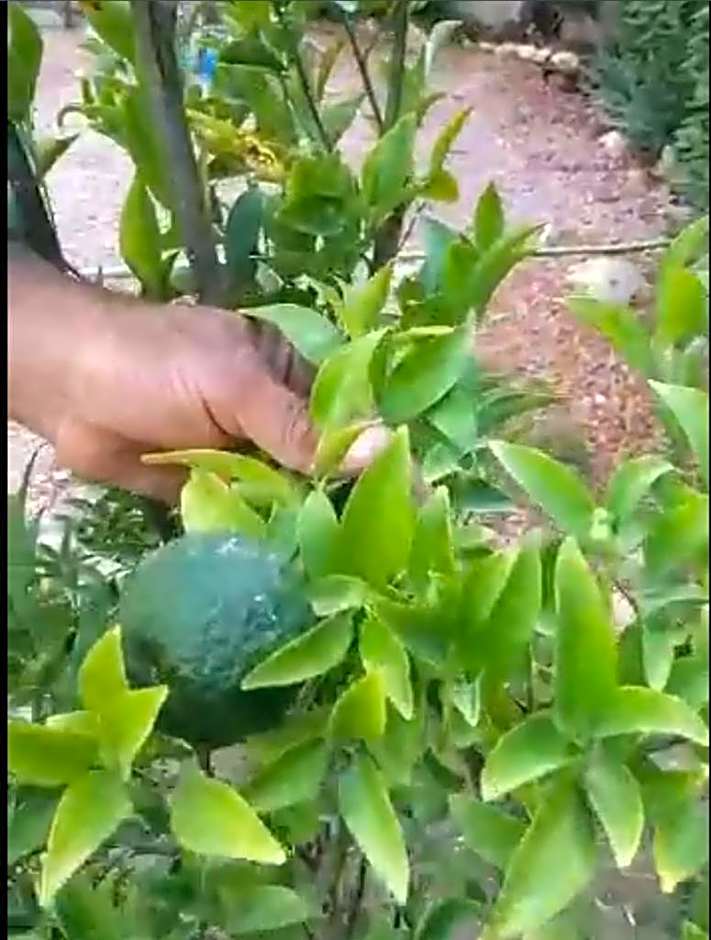 Jasmin Holiday House