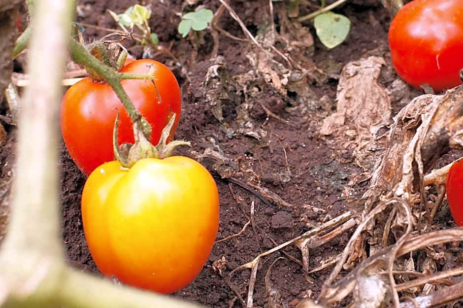 Arusha Villa Karamu Coffee Estate
