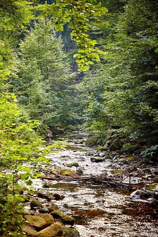 Kurpark Flair Hotel Im Ilsetal