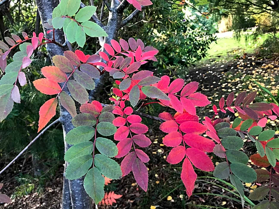 Hillside Bed and Breakfast