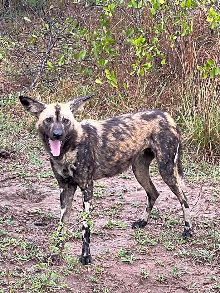 Whalesong Guest House