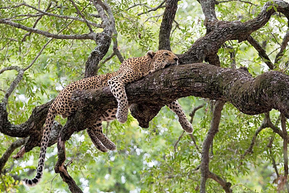 Tintswalo Safari