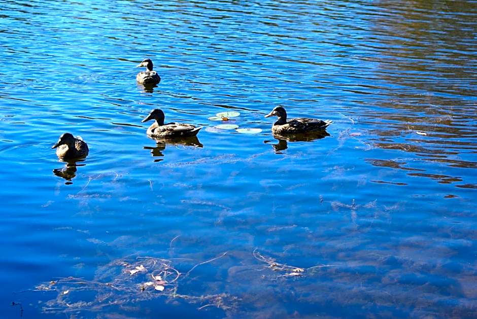 Liftlock Guest House