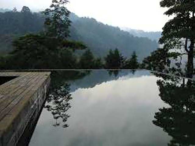 The Shorea