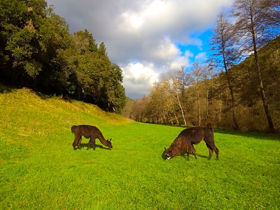 Chambre Cévennes: Piscine, lamas, rivière