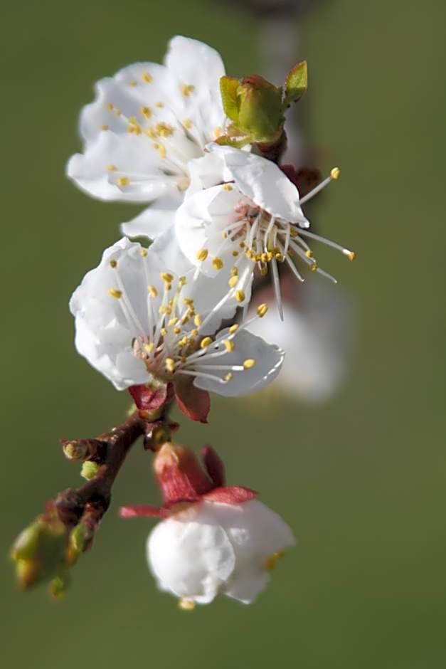 Donauwirt - Hotel garni