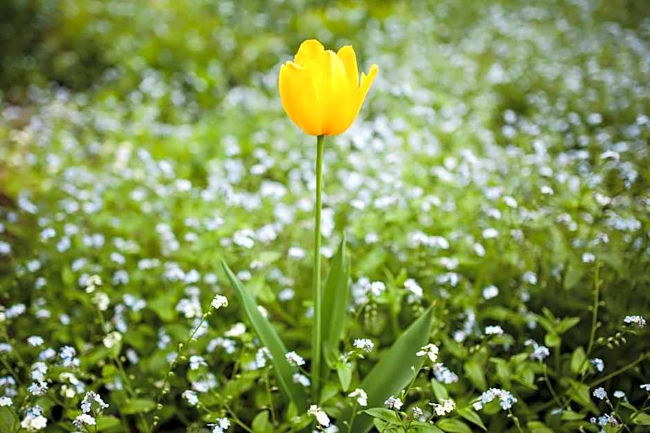 Braeside Mount Macedon Country Retreat Bed and Breakfast