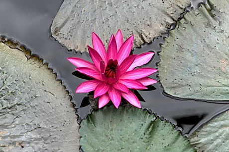 Classic Double or Twin Room