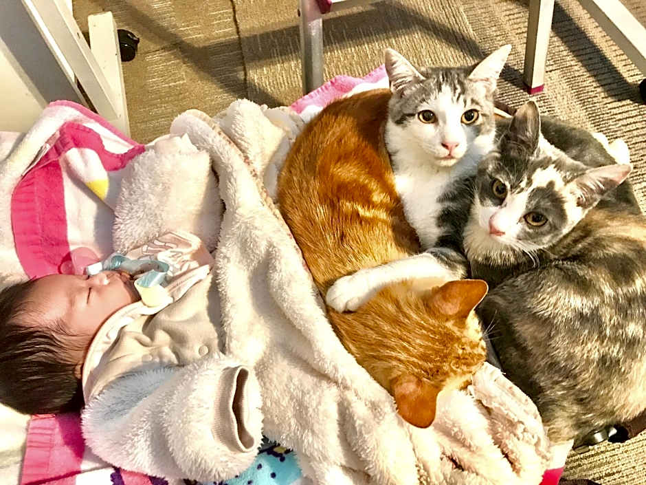 Misato Kinenkan, A Guest House Full Of Cats