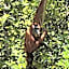 Asim Paris Guesthouse & jungle trekking