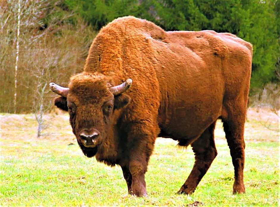 Białowieska Leśniczówka "U Jasia i Małgosi"