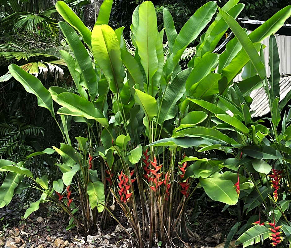 Tropical Bliss bed and breakfast