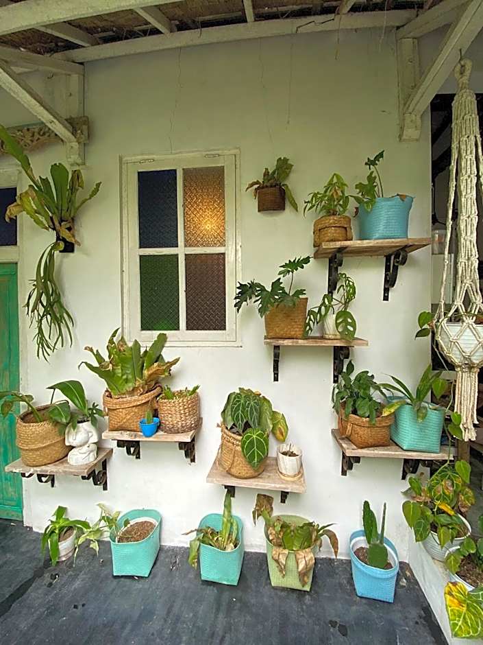 The Bodhi Tree Karimunjawa