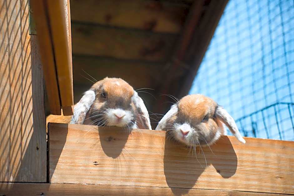 Golchener Hof - Familienhotel & Bauernhofurlaub in Mecklenburg