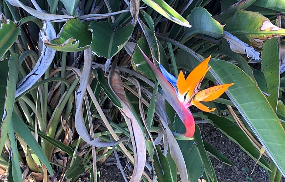 VILLA DE LA LUZ Luxury Guesthouse