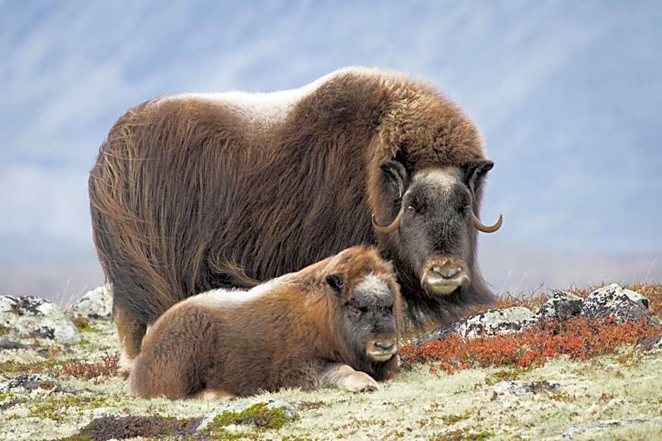 Basecamp Frich`s Hjerkinn