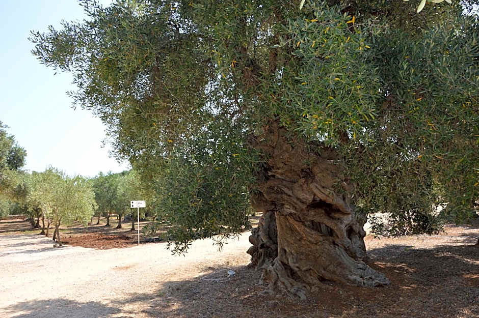 Agriturismo Masseria San Leonardo