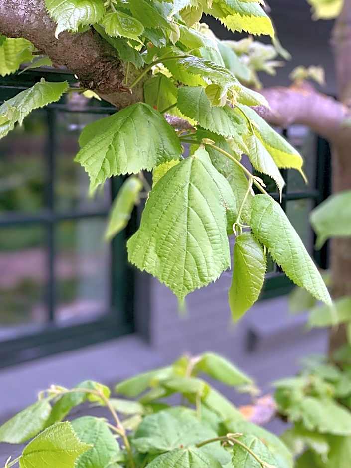 Bed & Breakfast Karakter