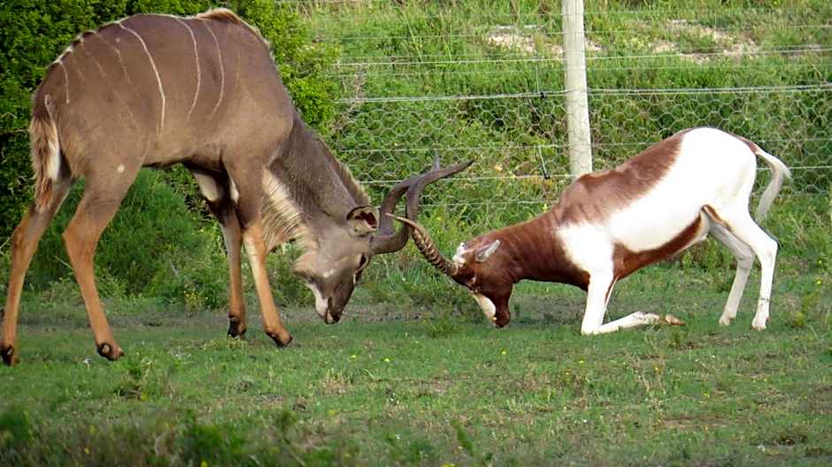 ParkView Safari Lodge