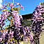 B&B Villa Dei Pini