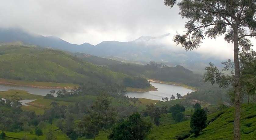Neelakurunji Plantation Munnar