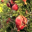 Petali di Toscana